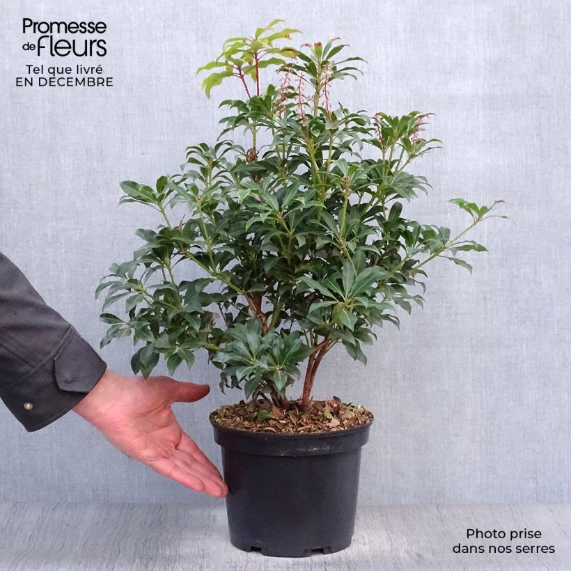 Spécimen de Andromède du Japon, Pieris Japonica Mountain Fire en pot de 4L/5L tel que livré en hiver