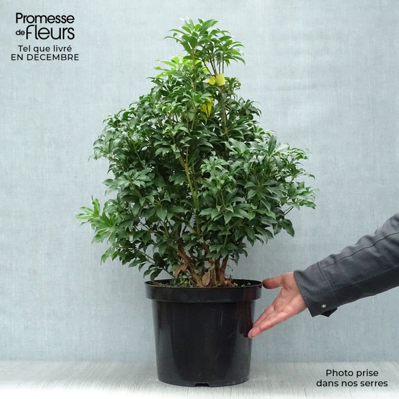 Spécimen de Andromède du Japon, Pieris Japonica Mountain Fire en pot de 7,5L/10L tel que livré en hiver