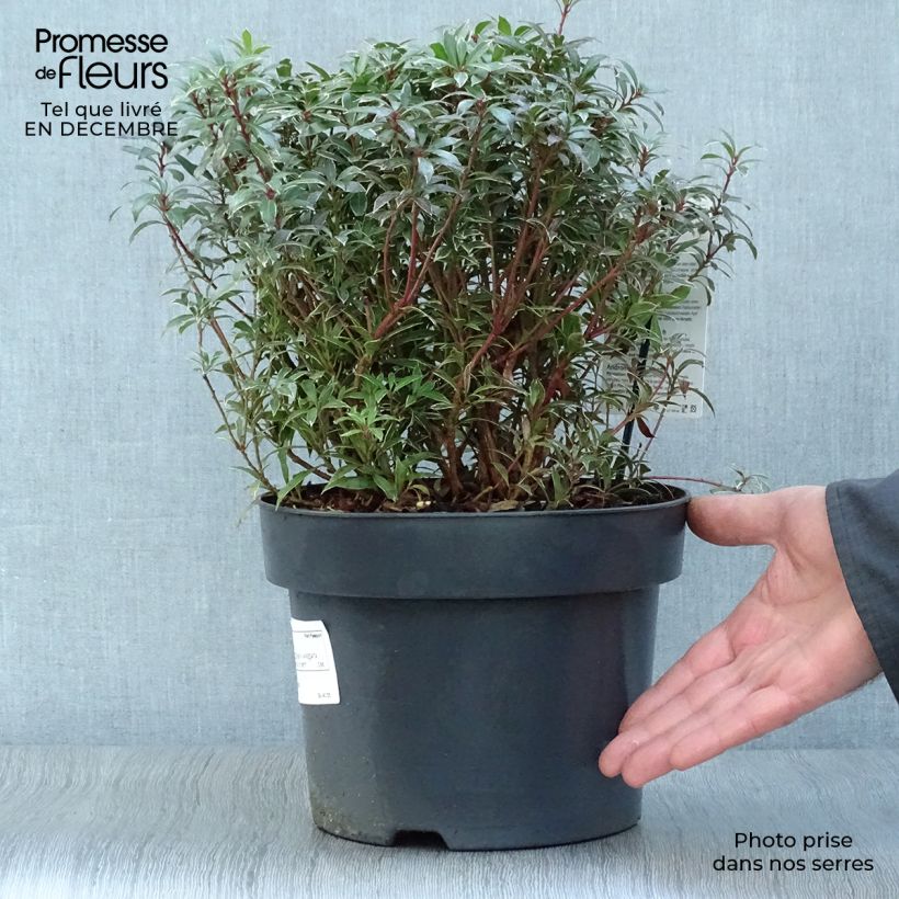 Spécimen de Andromède du Japon - Pieris japonica Little Heath Variegata en pot de 2l/3l - 99392 tel que livré en hiver