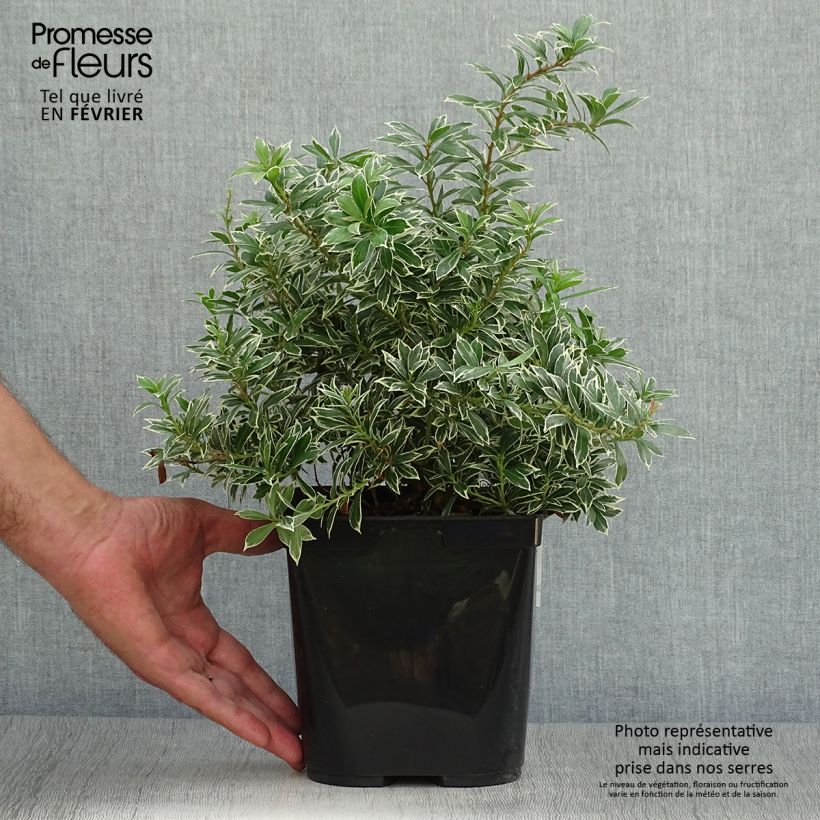 Spécimen de Andromède du Japon - Pieris japonica Little Heath Variegata en pot de 2l/3l - 99392 tel que livré en automne