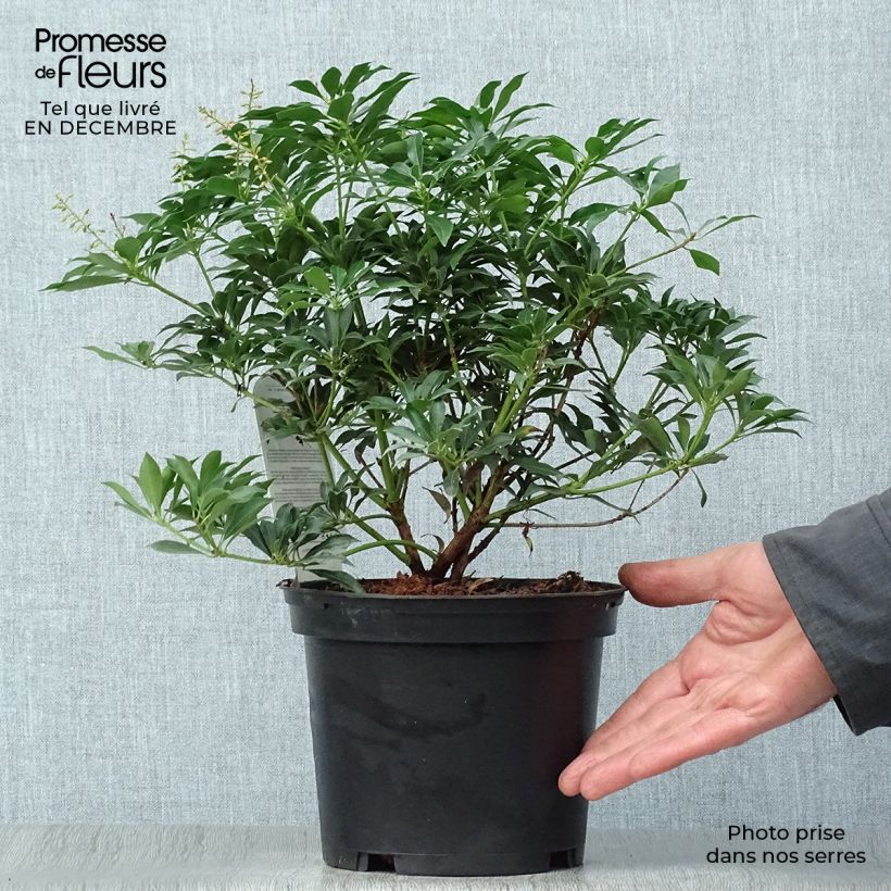 Spécimen de Andromède du Japon - Pieris japonica Passion en pot de 2/3L tel que livré en hiver