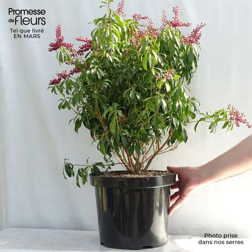 Spécimen de Andromède du Japon - Pieris japonica Passion en pot de 6L/7L tel que livré en hiver