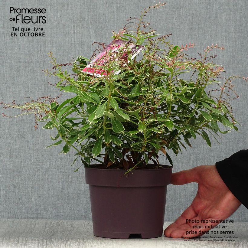 Spécimen de Andromède du Japon - Pieris japonica Ralto Rose ('Opstal10'PBR)  Pot de 2L/3L tel que livré en automne