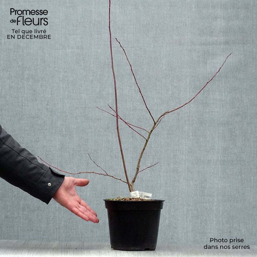 Spécimen de Andromède en arbre - Oxydendron arboreum Pot de 4L/5L tel que livré en hiver