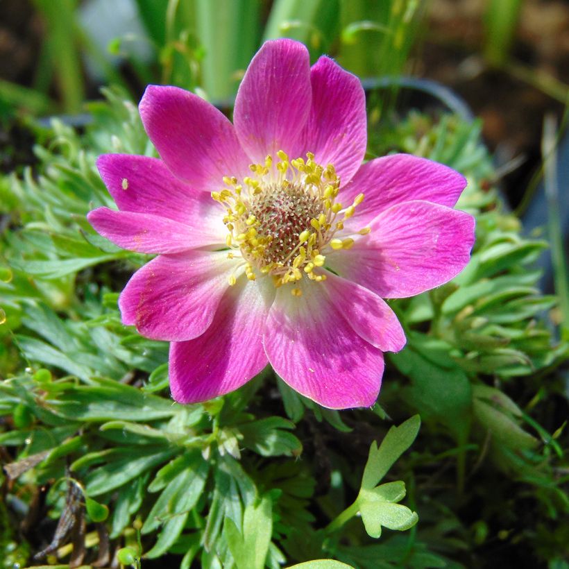 Anemone multifida Rubra - Anémone multifide (Floraison)