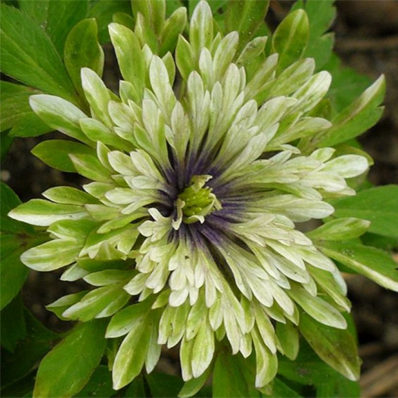 Anemone nemorosa Virescens - Anémone des bois (Floraison)