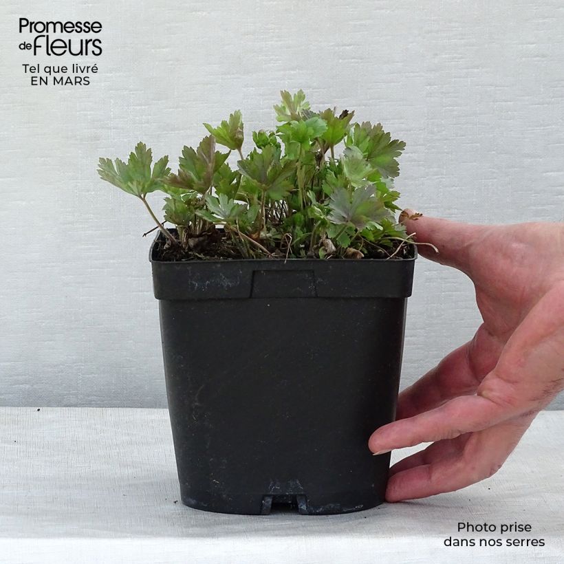 Spécimen de Anémone sauvage - Anemone sylvestris en pot de 2L/3L tel que livré en hiver