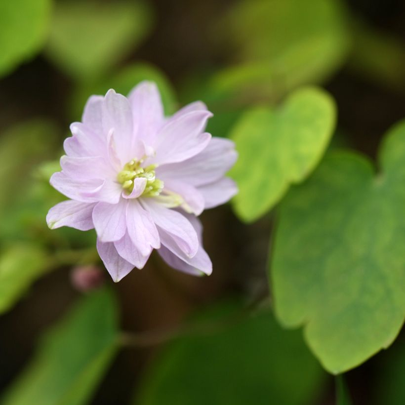 Anemonella thalictroides (Floraison)