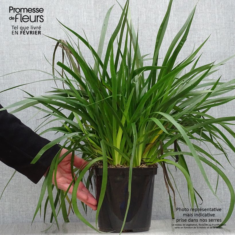 Spécimen de Anigozanthos Bush Inferno - Pot de 3L/4L tel que livré en hiver