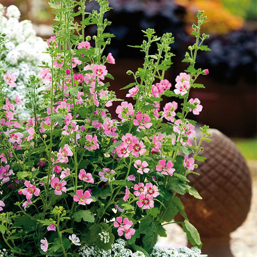 Anisodontea Lady in Pink (Port)