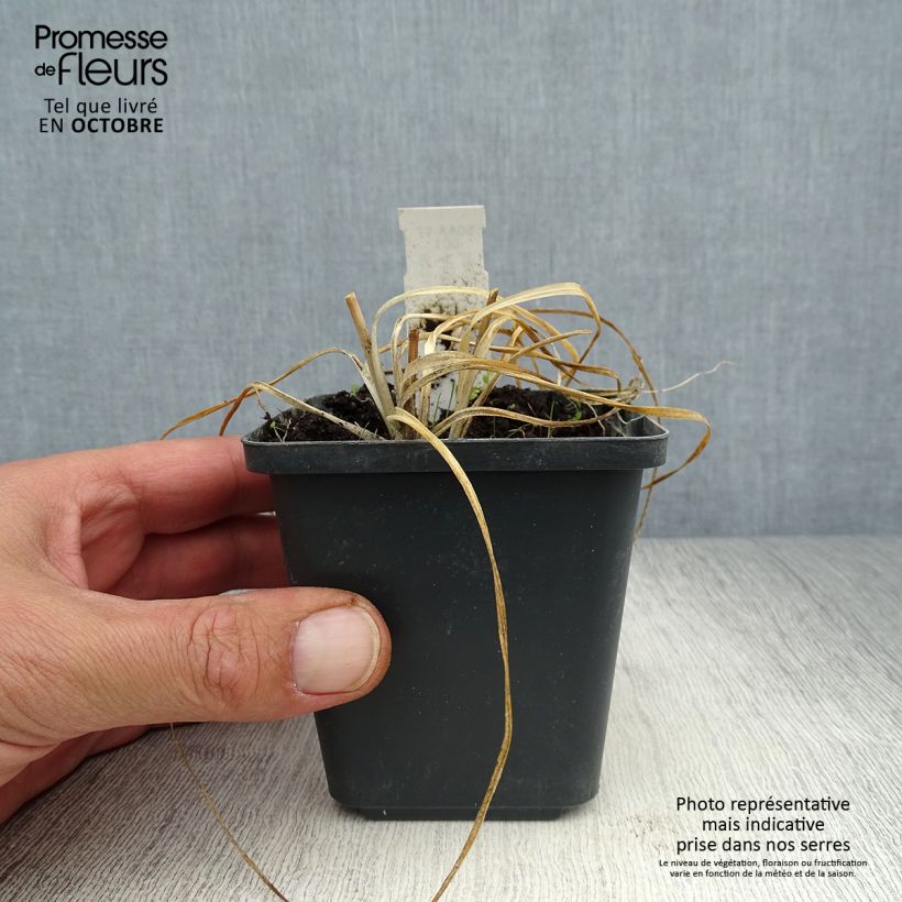 Spécimen de Anthericum ramosum - Phalengère rameuse Godet de 9cm tel que livré en automne