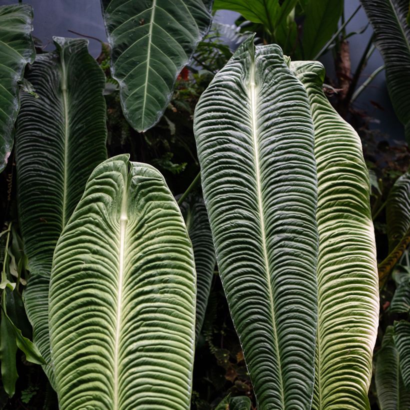 Anthurium veitchii Narrow (Feuillage)