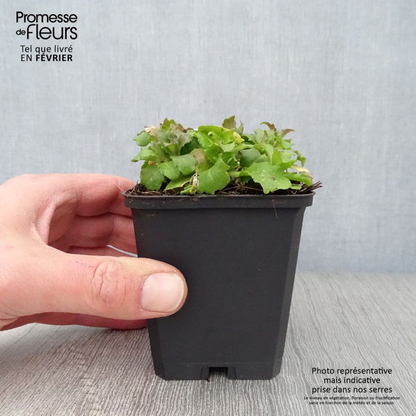 Spécimen de Arabis caucasia Pinkie - Arabette du Caucase Godet de 9cm tel que livré en hiver