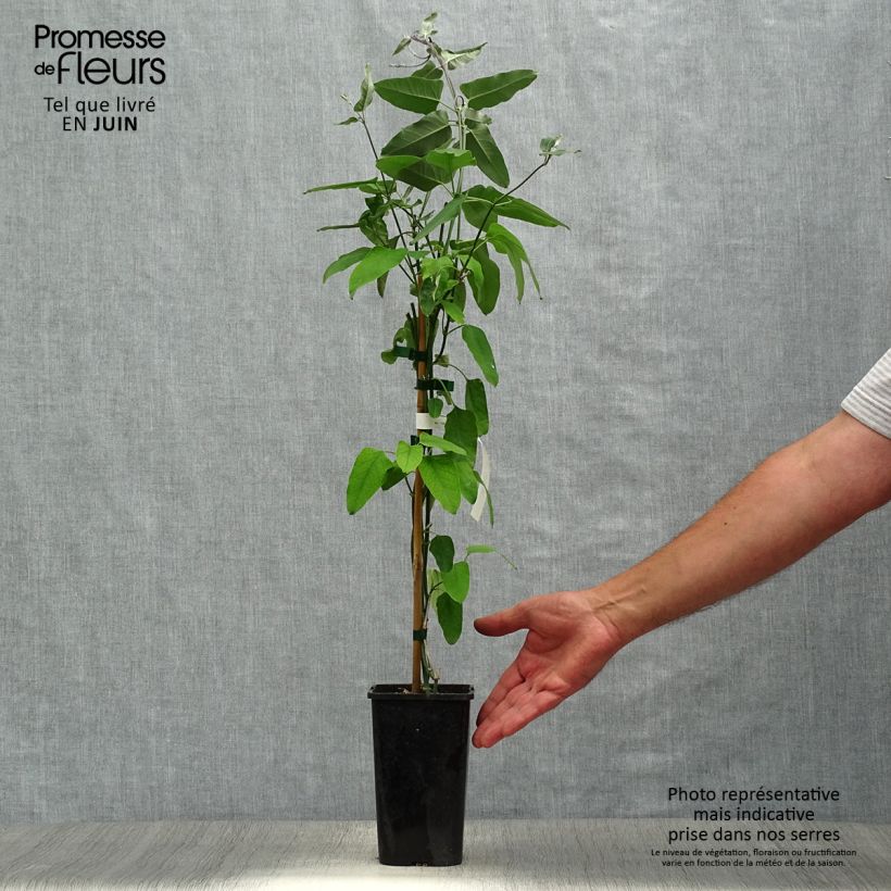 Spécimen de Araujia sericifera Rosea - Plante cruelle tel que livré en été