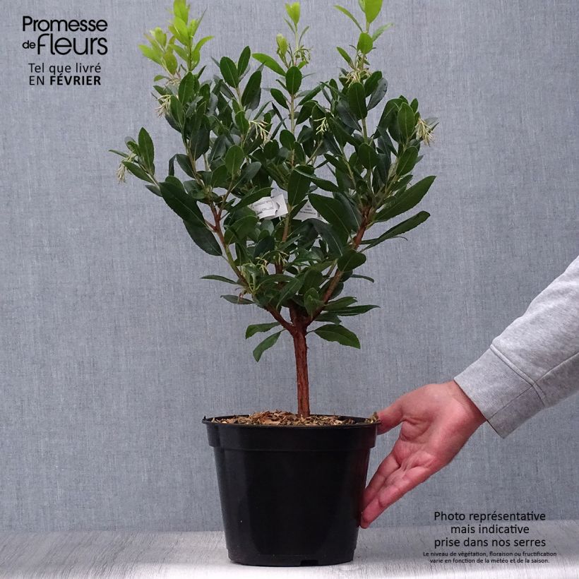 Spécimen de Arbutus unedo Atlantic - Arbousier Pot de 4L/5L tel que livré en automne