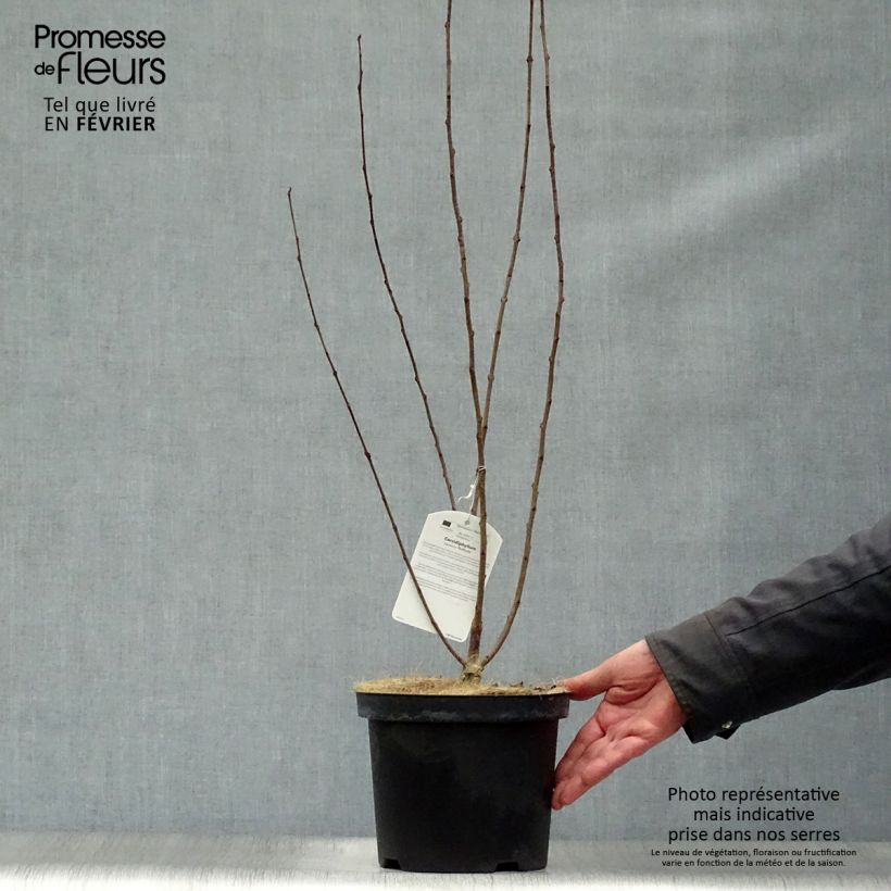 Spécimen de Arbre à caramel - Cercidiphyllum japonicum Rotfuchs en pot de 4/5L tel que livré en hiver