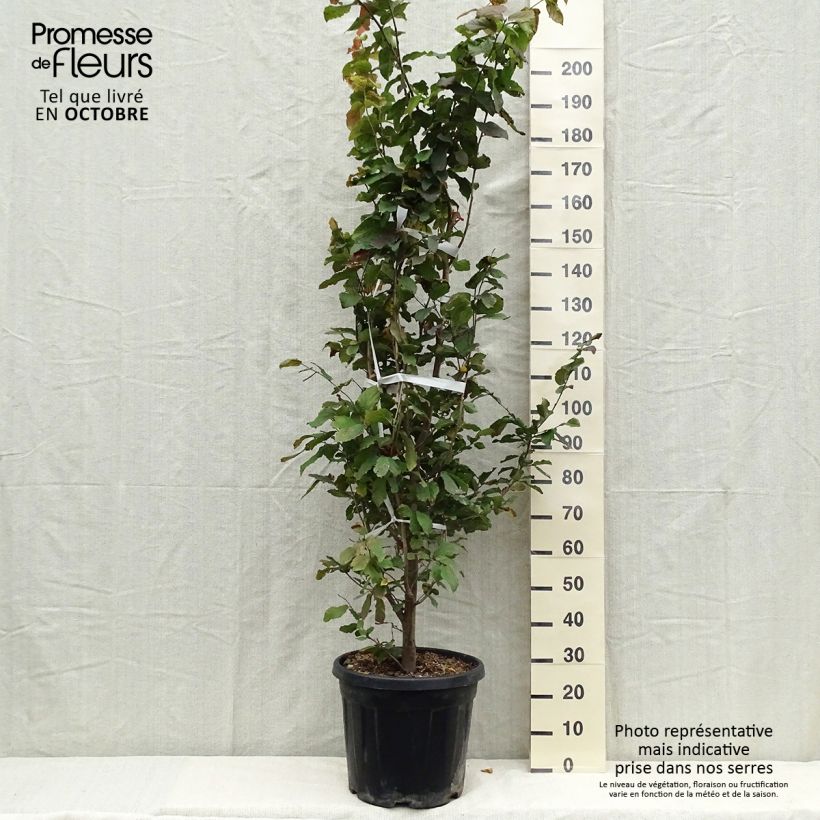 Spécimen de Arbre de fer - Parrotia persica en pot de 30L/35L tel que livré en automne