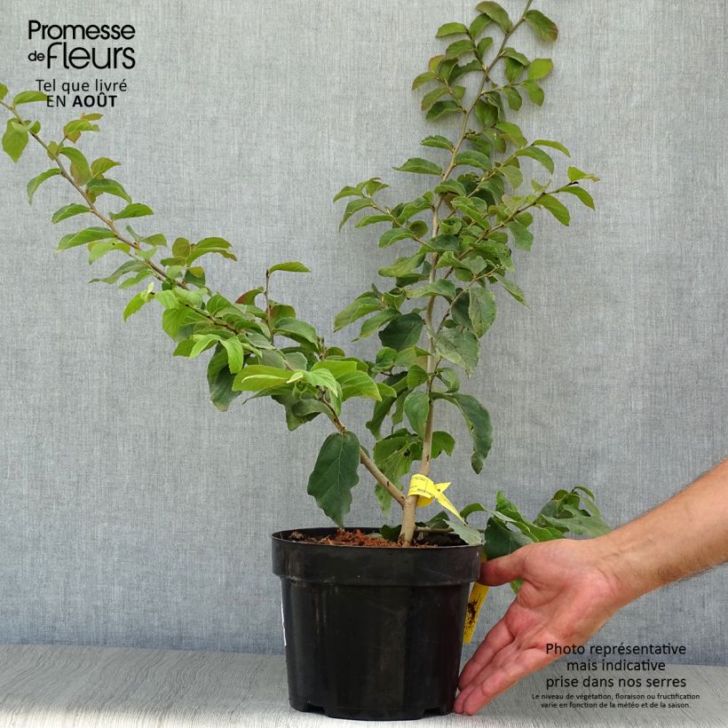 Spécimen de Arbre de fer - Parrotia persica tel que livré en été