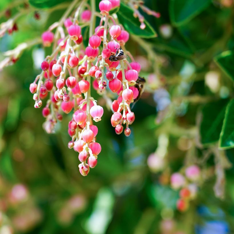 Arbutus Marina - Arbousier (Floraison)