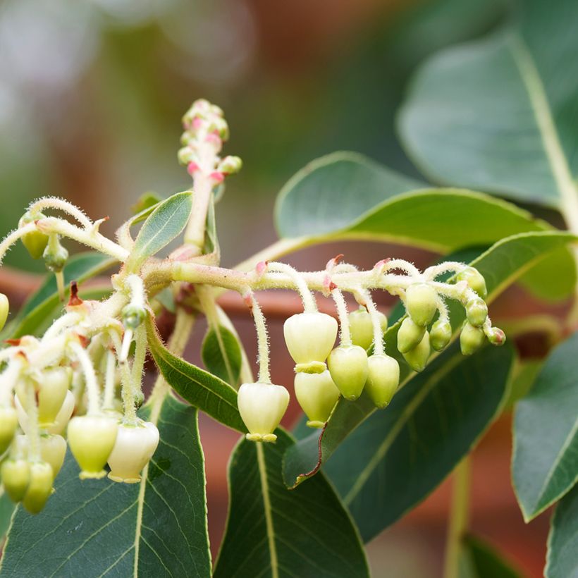 Arbutus andrachne - Arbousier de Chypre (Floraison)