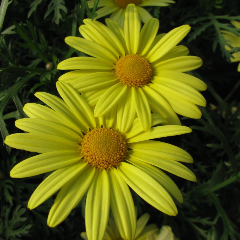 Argyranthemum Jamaïca Primerose (Floraison)