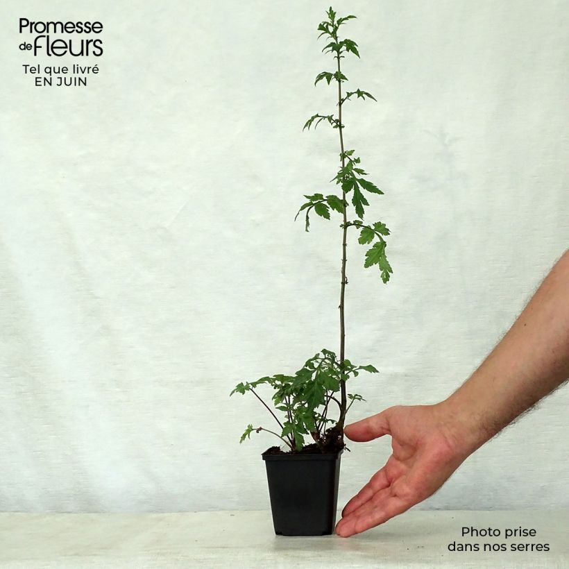 Spécimen de Armoise - Artemisia lactiflora Guizhou tel que livré en été