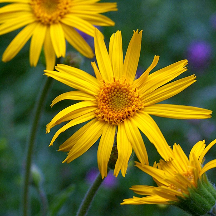 Arnica montana - Graines (Floraison)