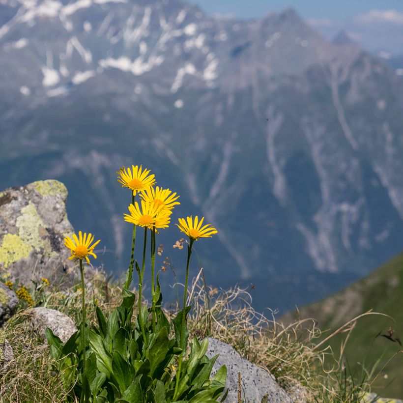 Arnica montana - Graines (Port)