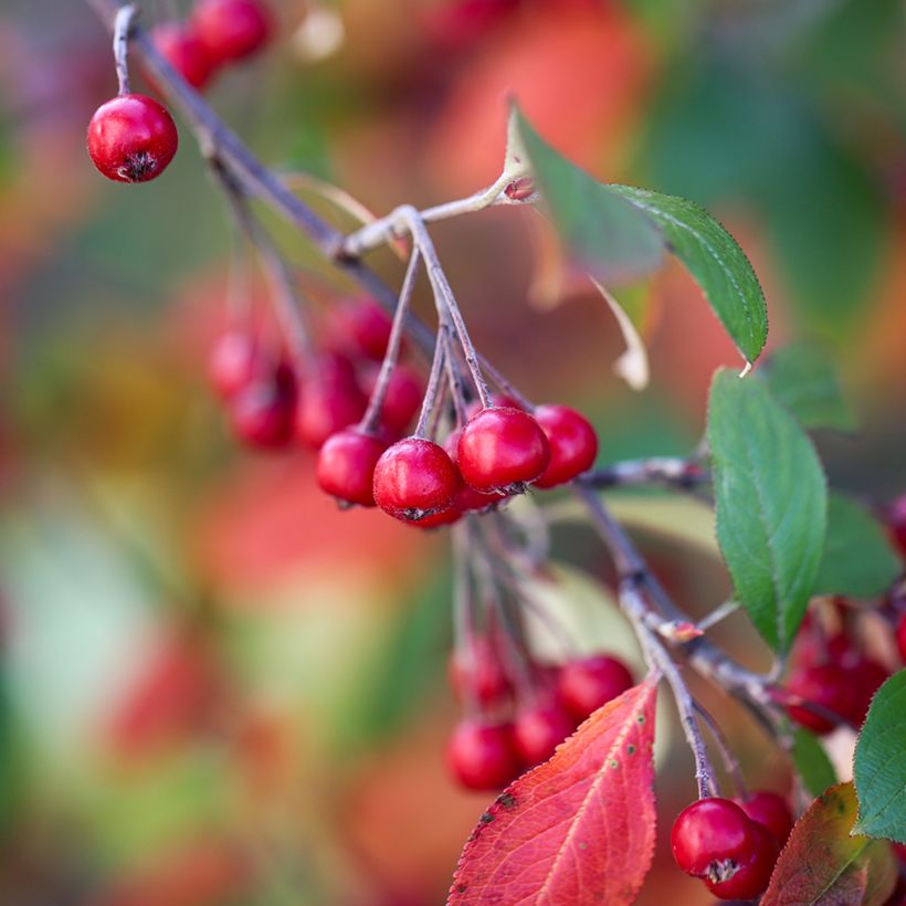 Aronia arbutifolia Brilliant (Récolte)