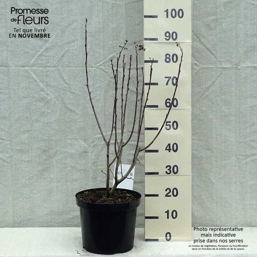 Spécimen de Aronia prunifolia Aron tel que livré en automne