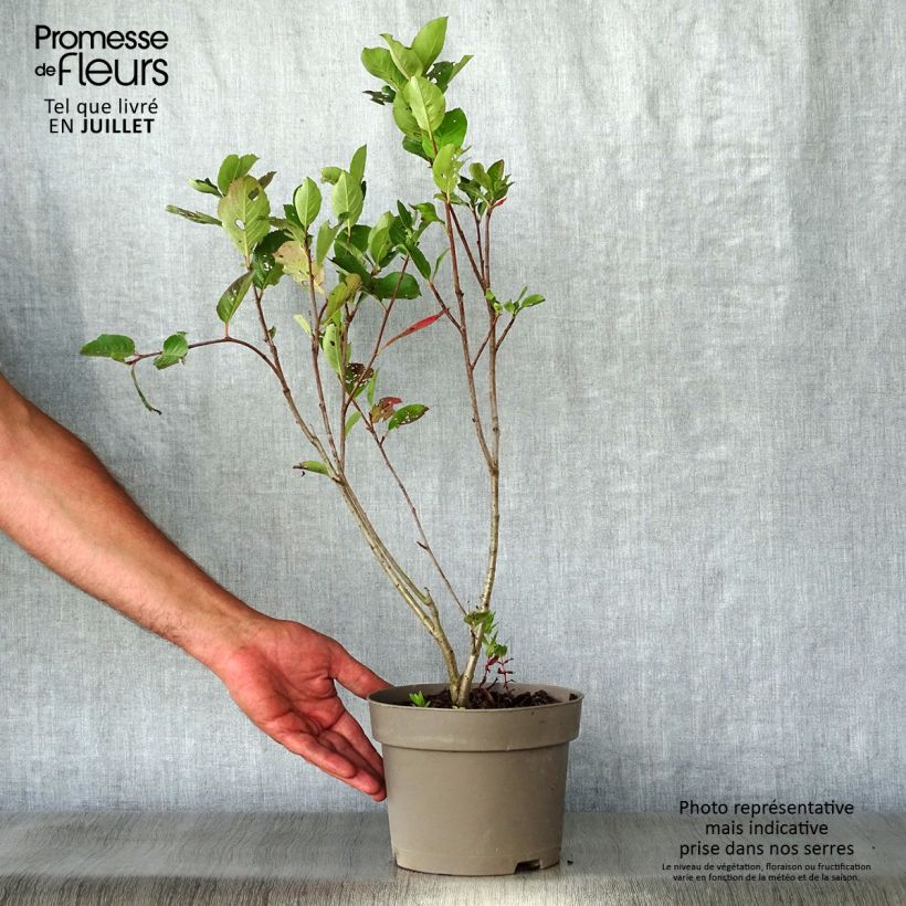 Spécimen de Aronia prunifolia Nero - Aronie à gros fruits. tel que livré en été