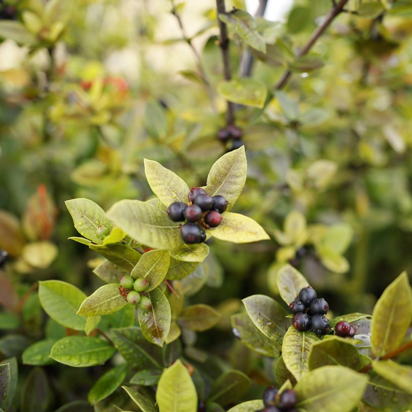 Aronia prunifolia Viking (Récolte)