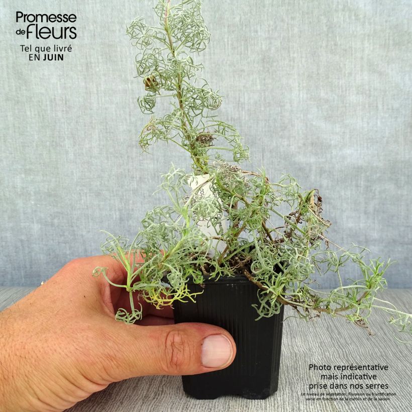 Spécimen de Artemisia alba Canescens - Armoise argentée tel que livré en été