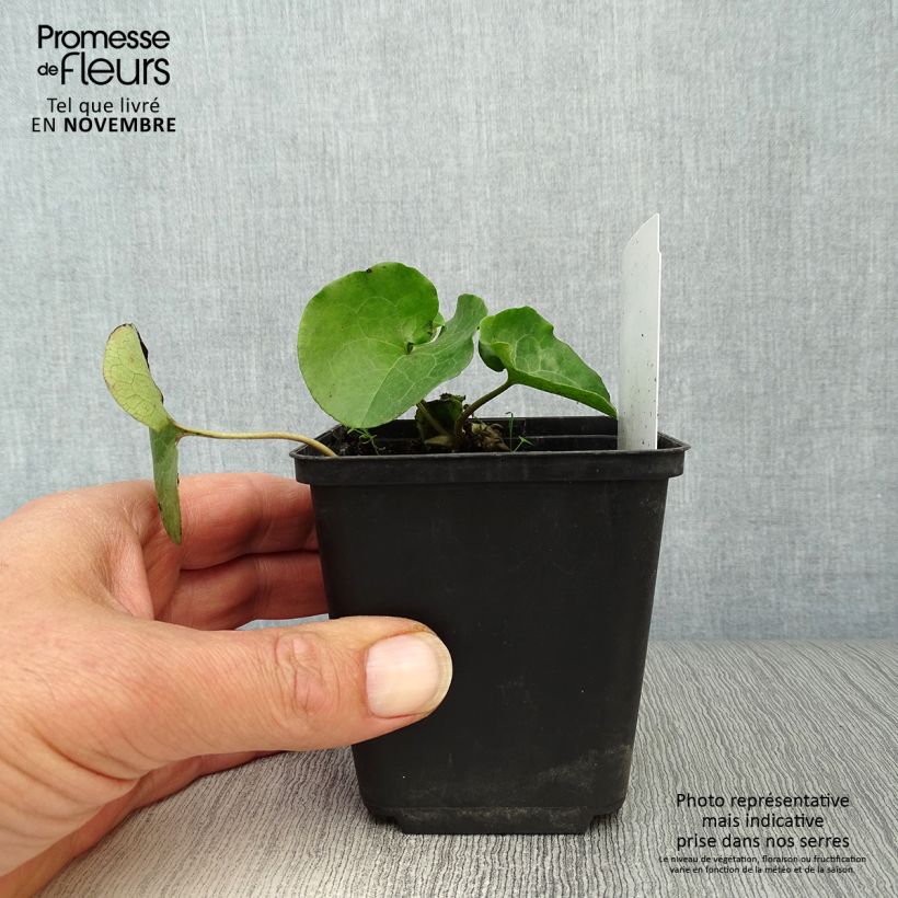 Spécimen de Asarum europaeum - Asaret d'Europe Godet de 9cm tel que livré en automne