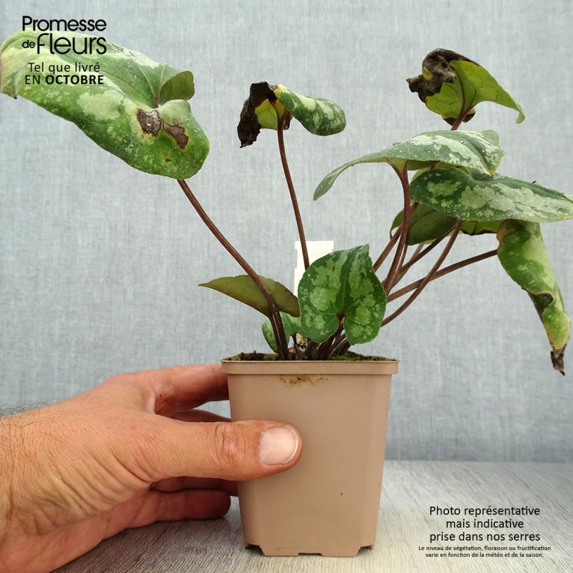 Spécimen de Asarum splendens - Asaret Godet de 9cm tel que livré en automne