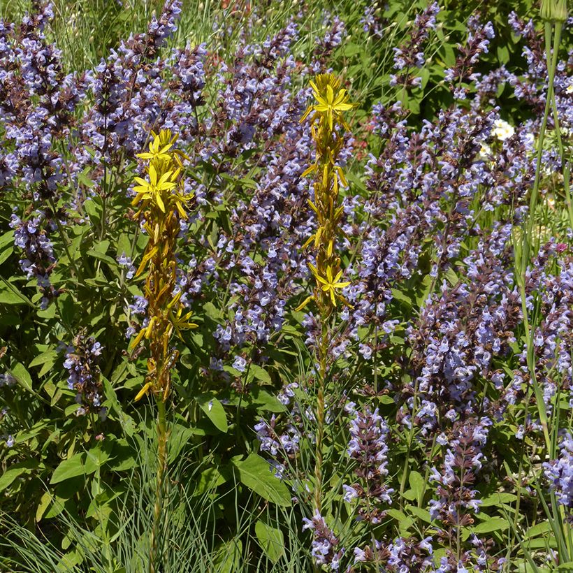 Asphodeline liburnica - Bâton de Jacob (Port)