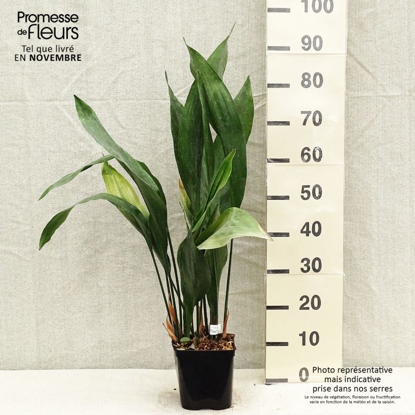 Spécimen de Aspidistra elatior Zebra - Aspidistre élevée Pot de 2L/3L tel que livré en automne