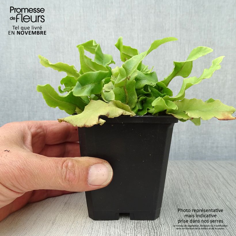 Spécimen de Asplenium scolopendrium Undulatum Group - Fougère scolopendre Godet de 8/9 cm tel que livré en automne