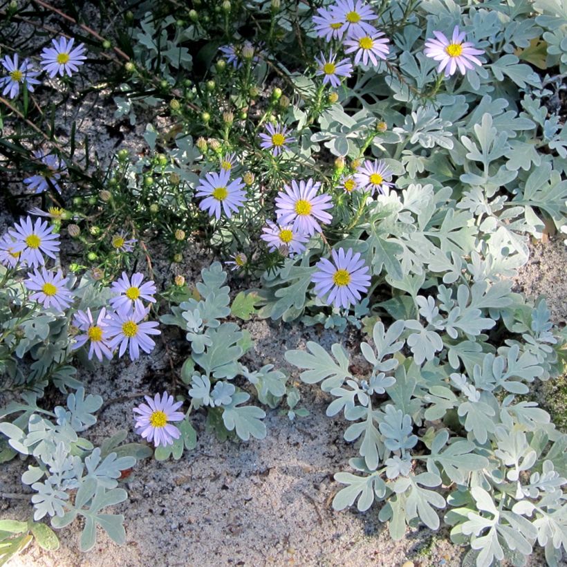 Aster à feuilles de lin - Aster linariifolius (Port)