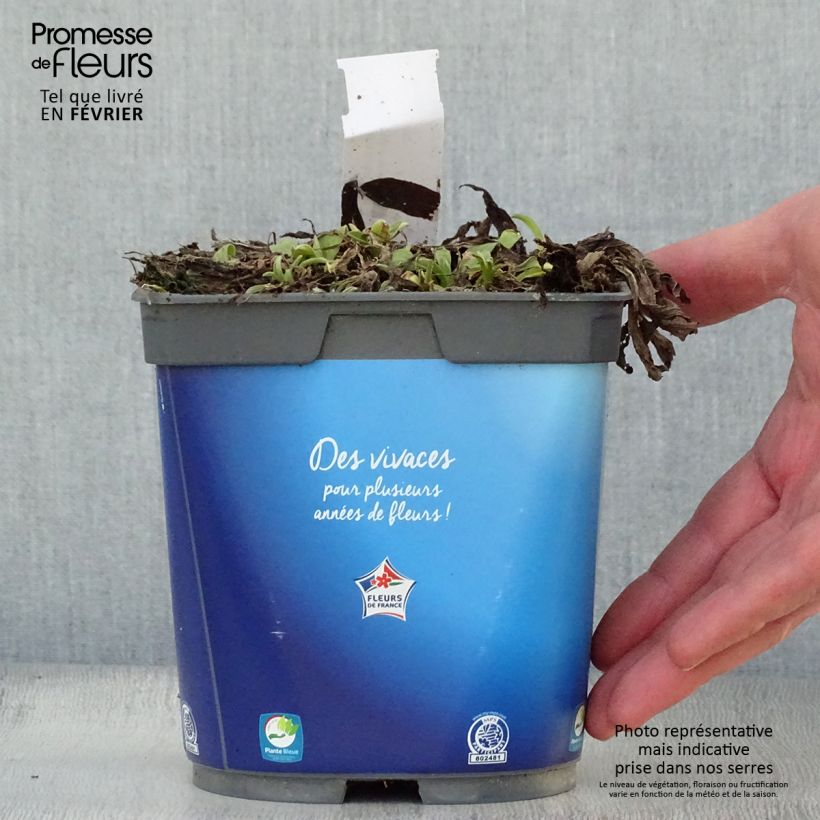 Spécimen de Aster alpinus Goliath - Aster des Alpes en pot de 2 litres tel que livré en hiver