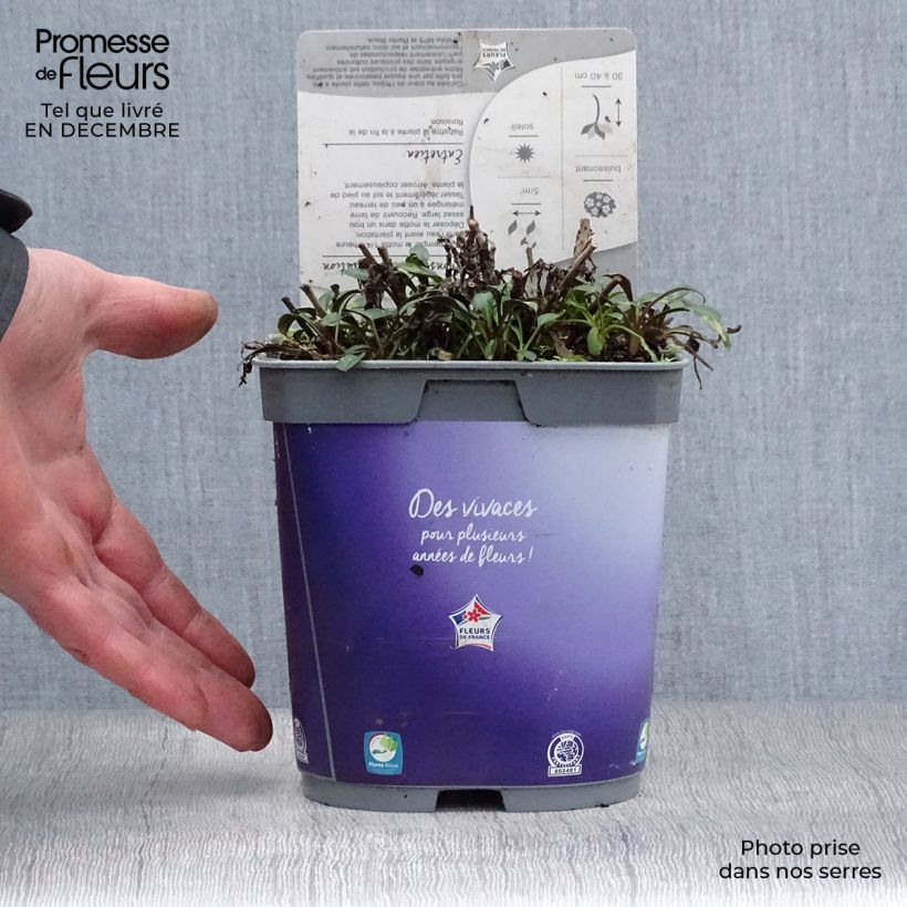 Spécimen de Aster dumosus Lady In Blue en pot de 2/3 litres tel que livré en hiver