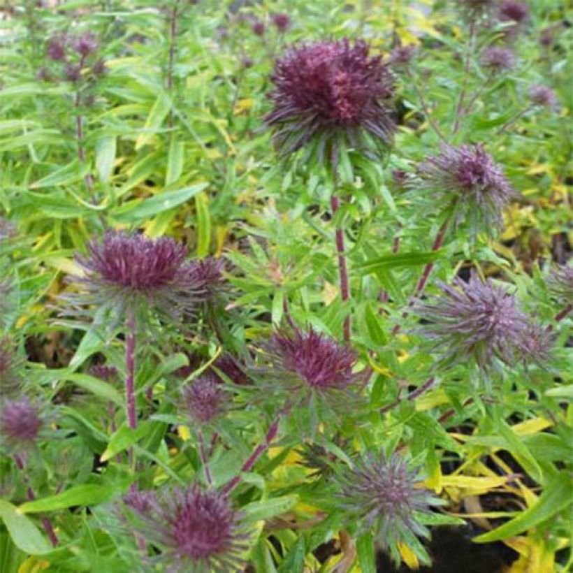 Aster hybride Ann Leys (Floraison)