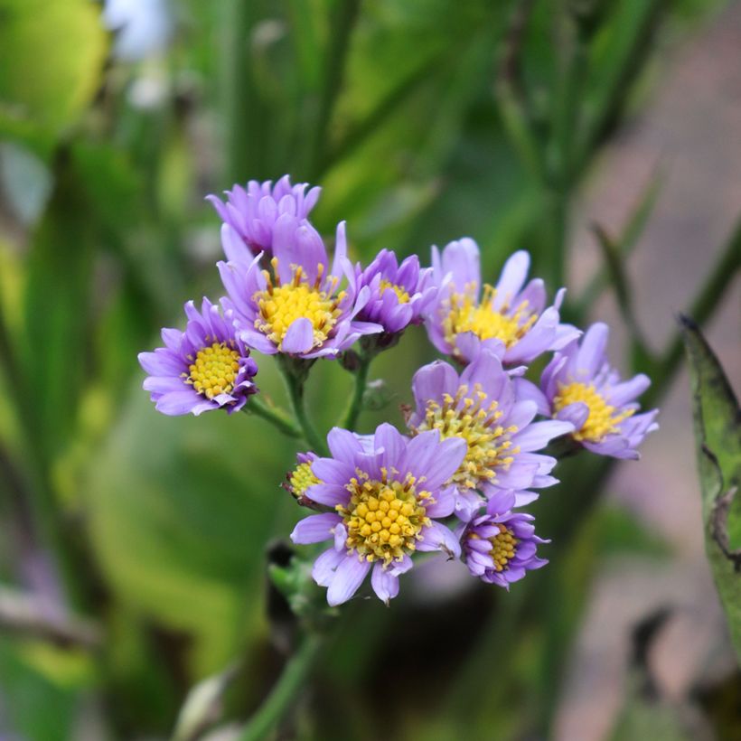 Aster tataricus Jindai - Aster de Tartarie (Floraison)