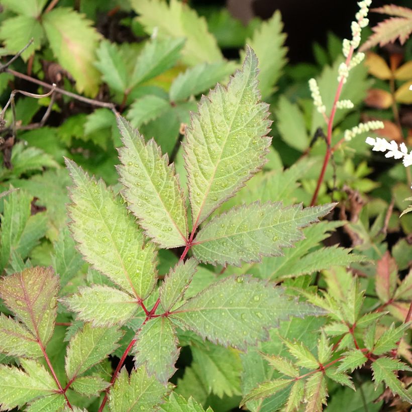 Astilbe arendsii Moccachino (Feuillage)