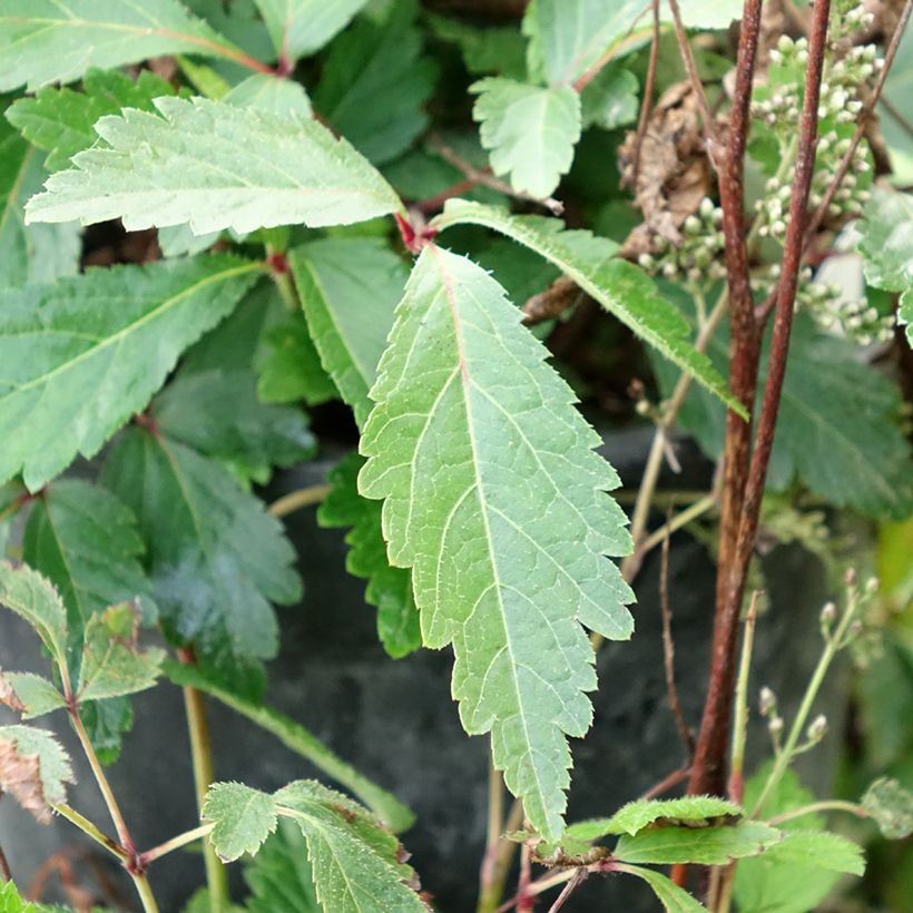 Astilbe arendsii Rock and Roll (Feuillage)