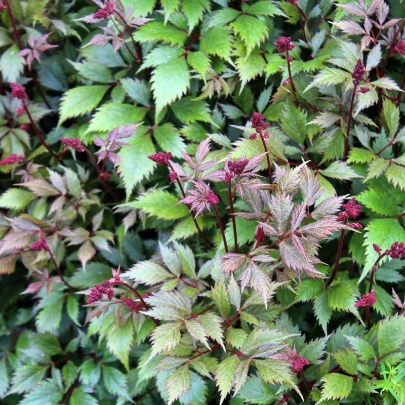 Astilbe japonica Montgomery (Feuillage)