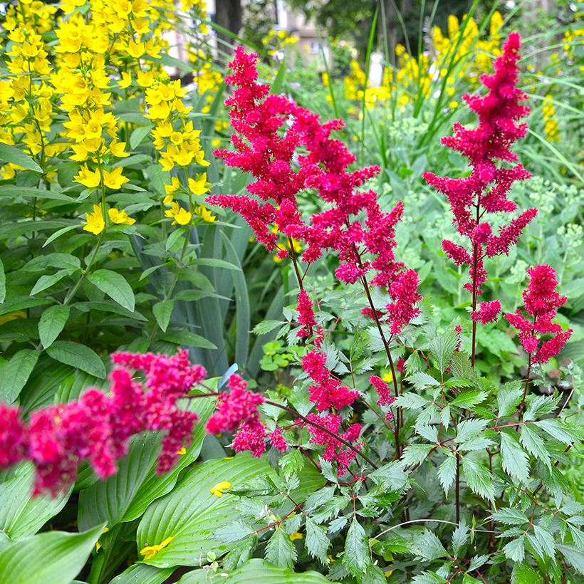 Astilbe japonica Vesuvius (Port)