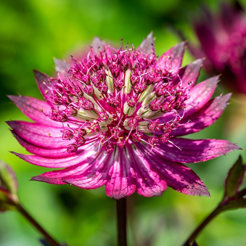 Astrance - Astrantia Star of Love (Floraison)