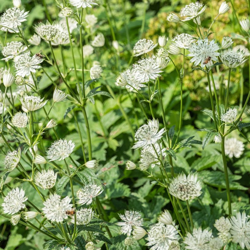 Astrance - Astrantia major Shaggy (Floraison)