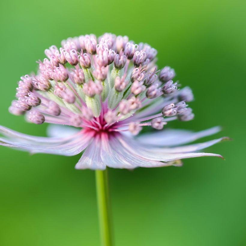 Astrantia major - Grande Astrance  (Floraison)